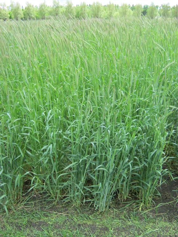 Rye1