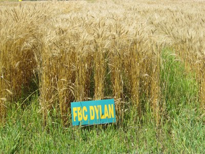 DylanGrains