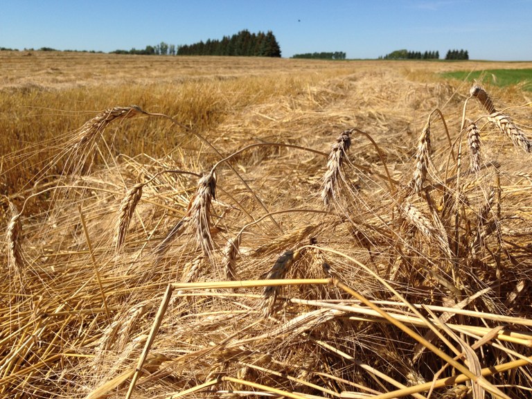WheatHarvest