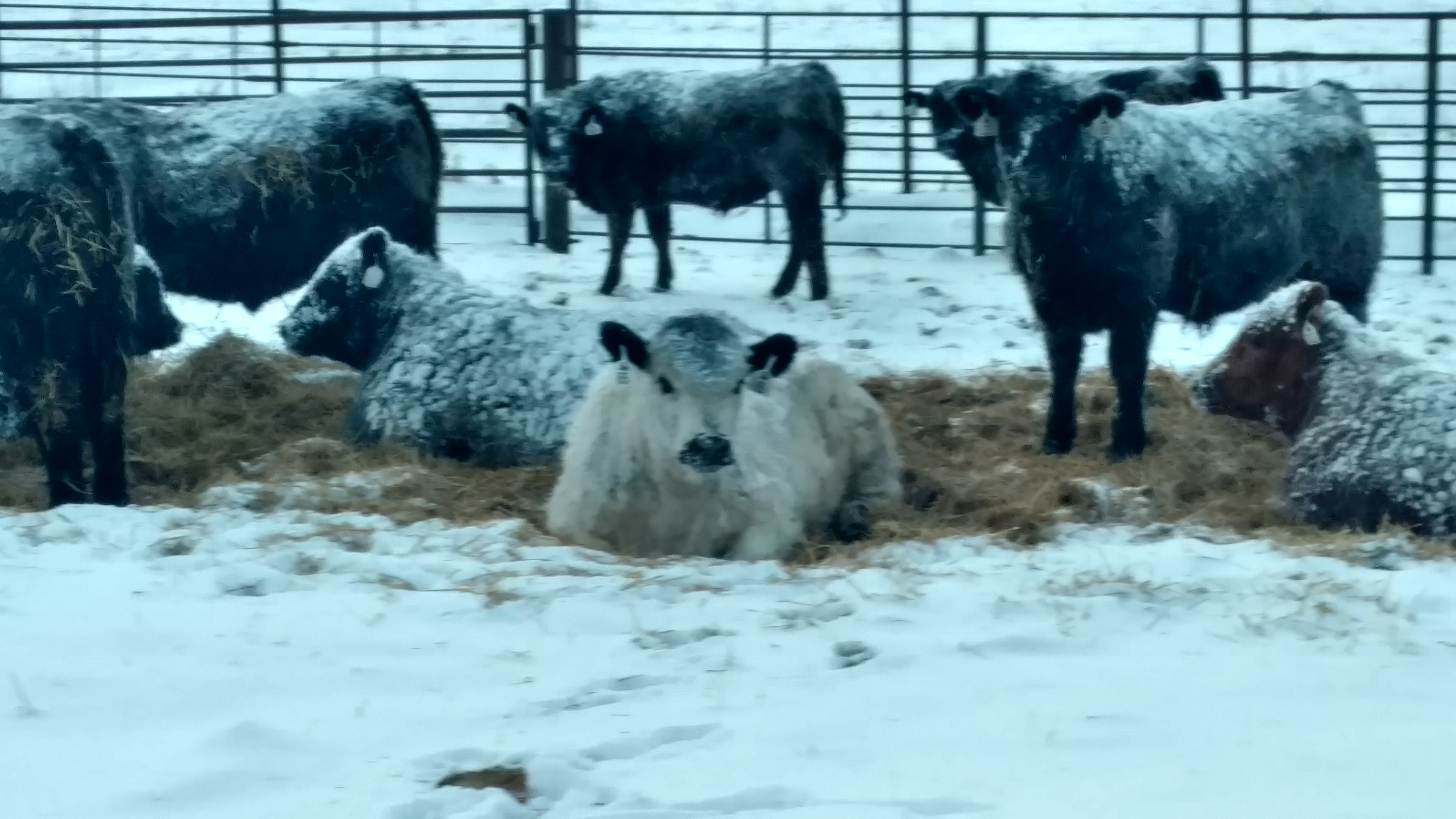 FeedlotCalves