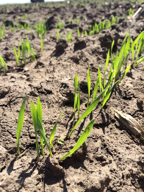 Seedlings