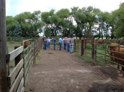 LivestockFD152