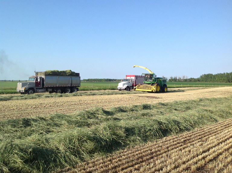 RyeHarvest