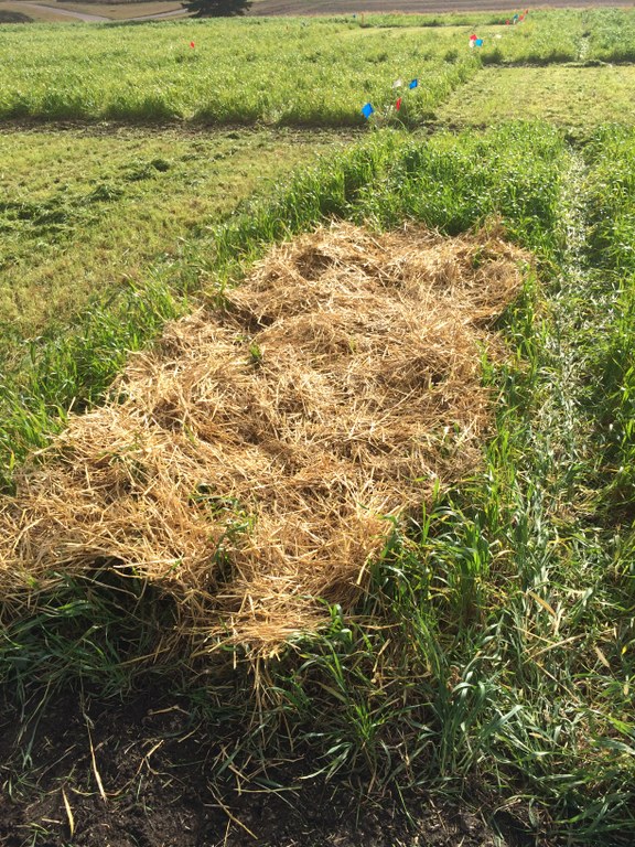 Straw