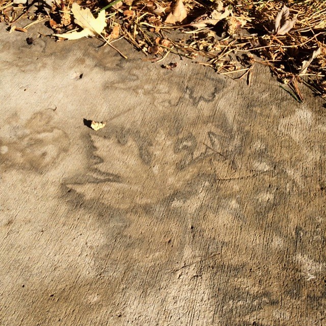 LeafFossil