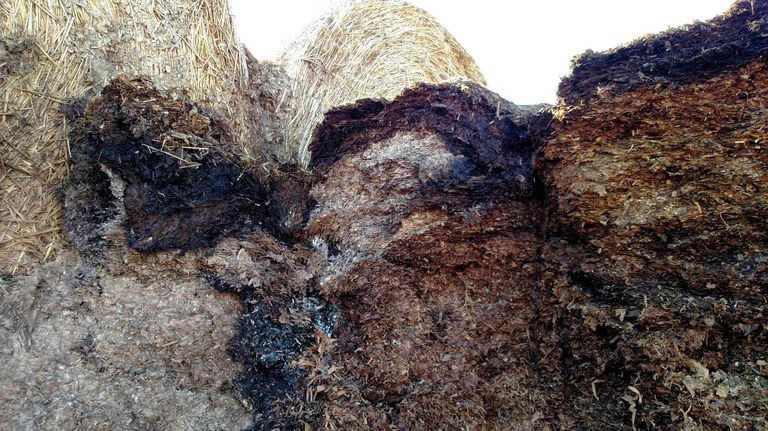 MoldySilage