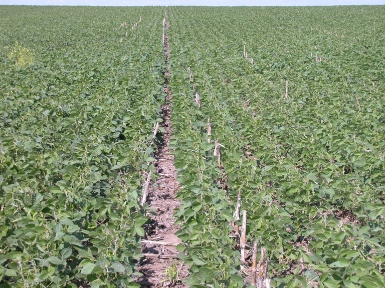 NarrowSoyRow