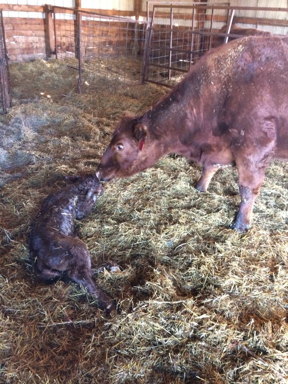 NewCalf2