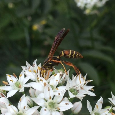 NorthernWasp