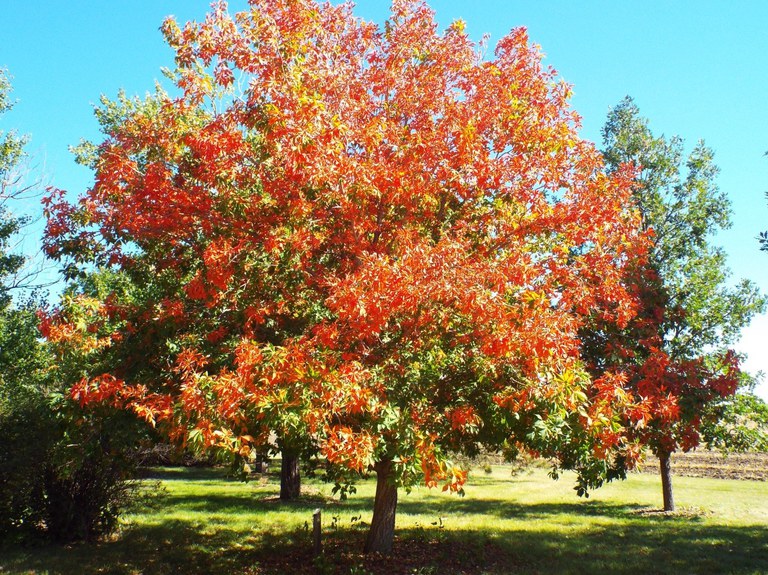 OhioBuckTree