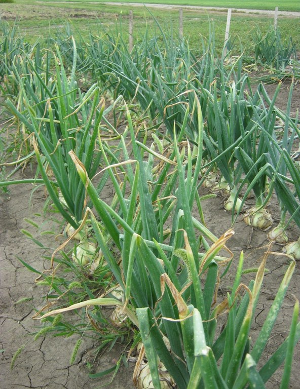 Onion1