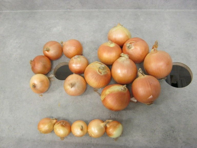 Onion3