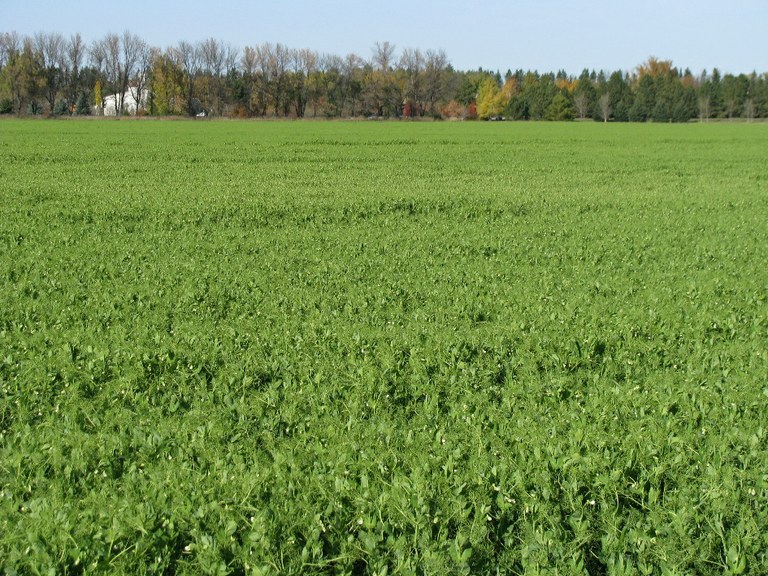 Peas2010