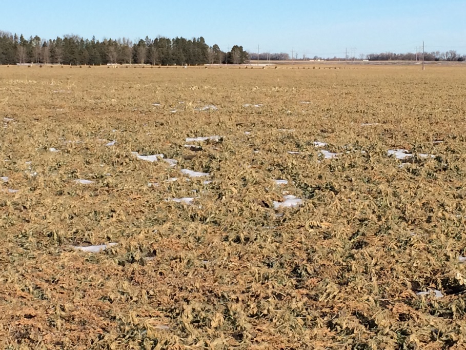 Peas2015