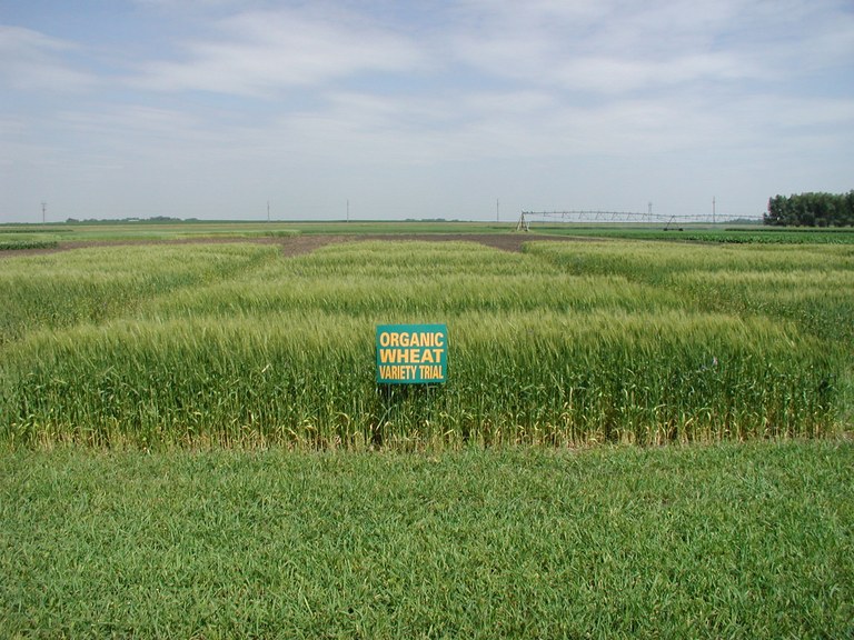 OrganicWheat