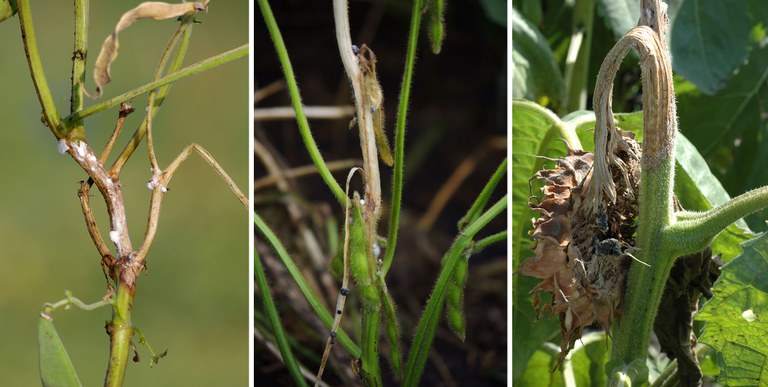 Sclerotinia