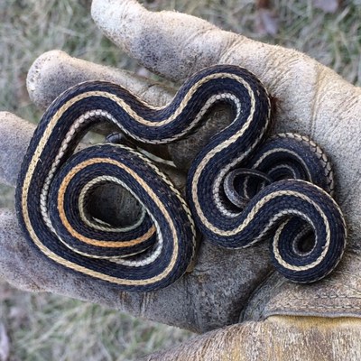Snake2