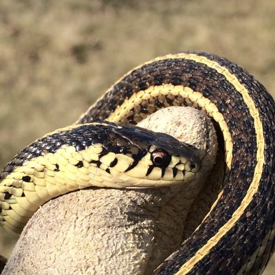 Snake3