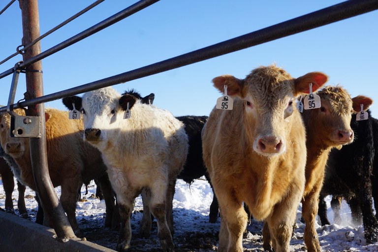 SnowCattle