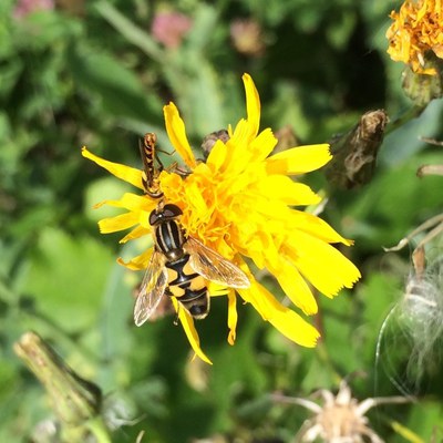 SyrphidFlies