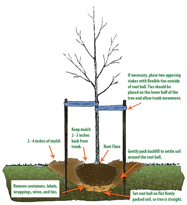 TreePlantingImage