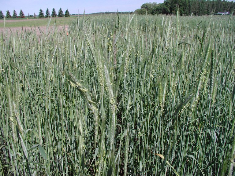WinterRye