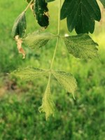BoxElder