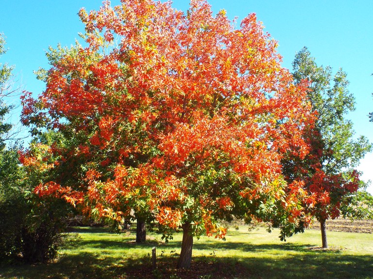 FallFoliage