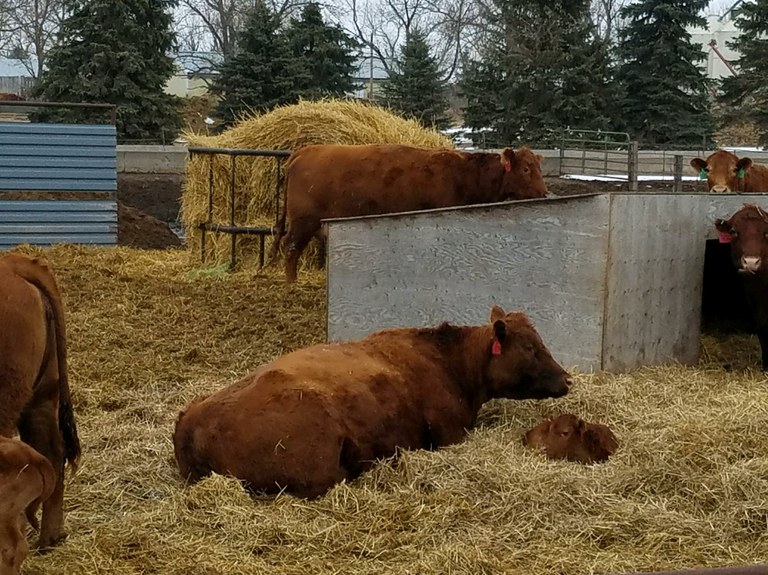 CRECDrylotCowCalf