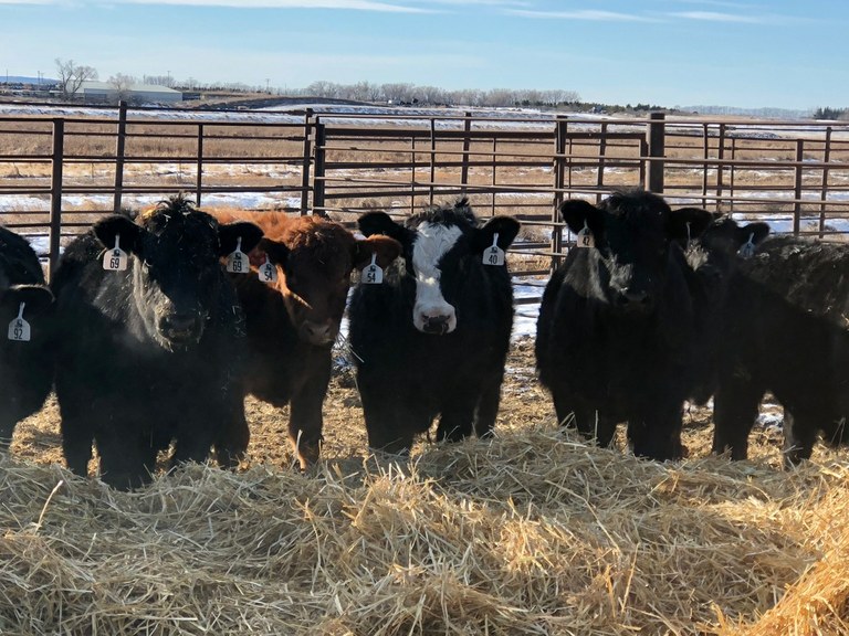 BeddedCalves