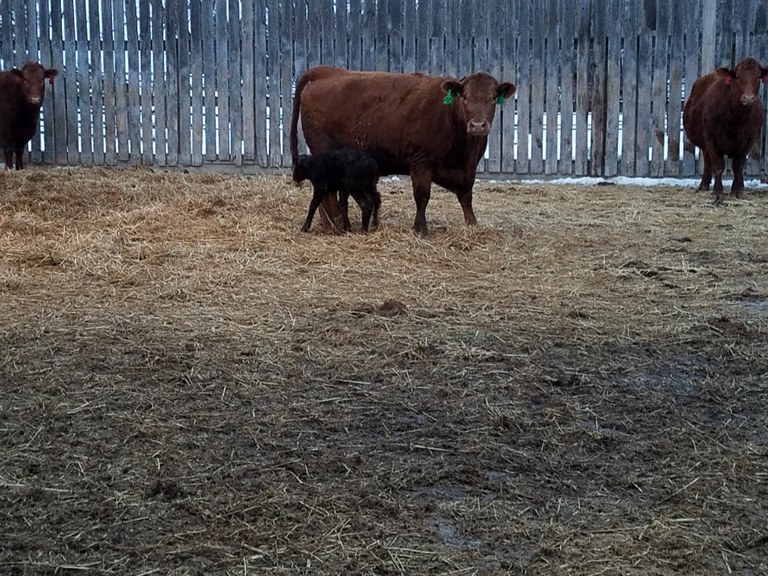 NewCalf