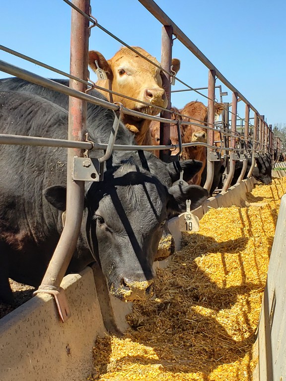 Steers at bunk on corn silage, corn, and distillers grain based feedlot rations