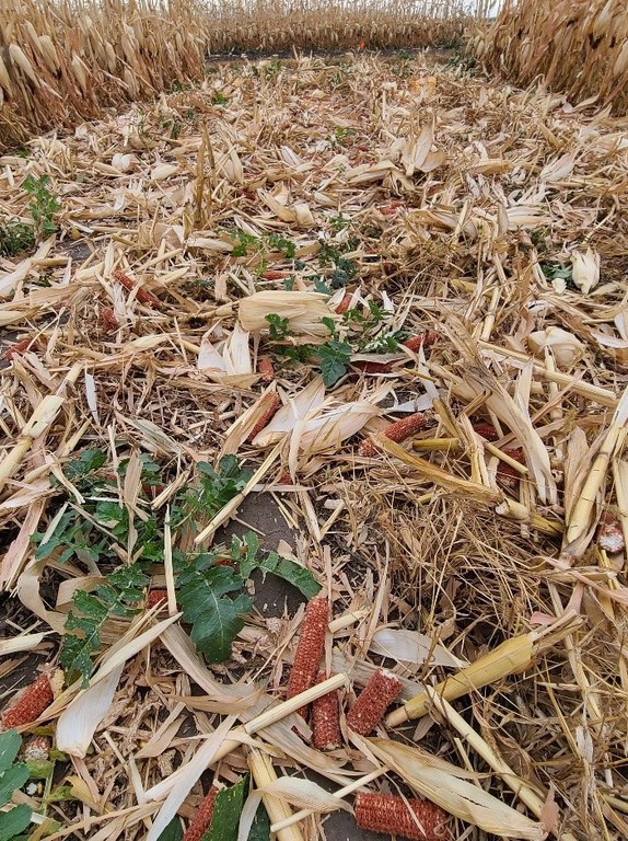 Cover crops from 30 inch rows