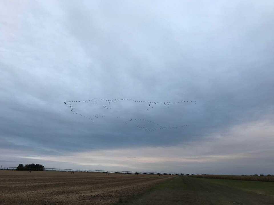 GeeseHarvestedField