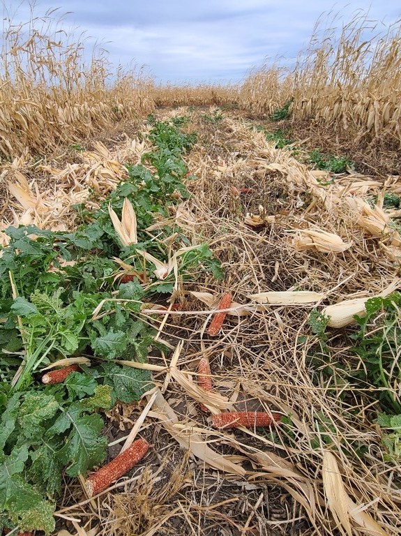 Cover crops from 60 inch rows