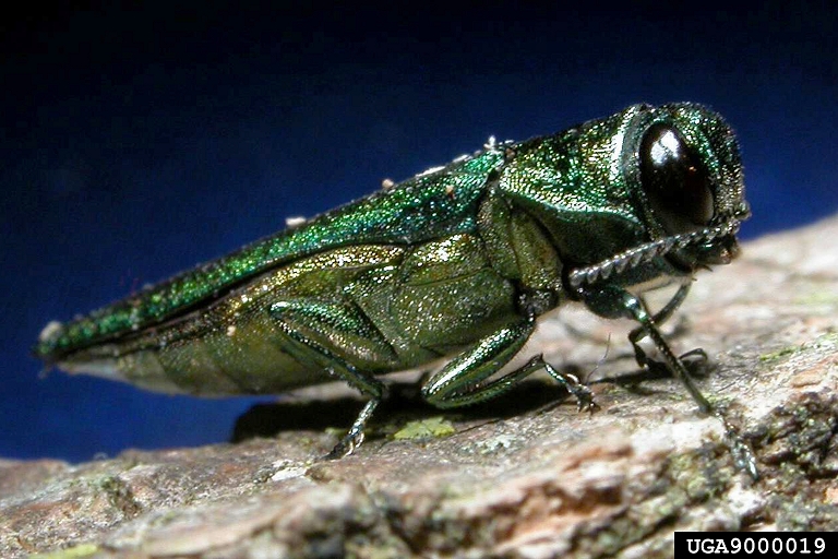 Adult EAB