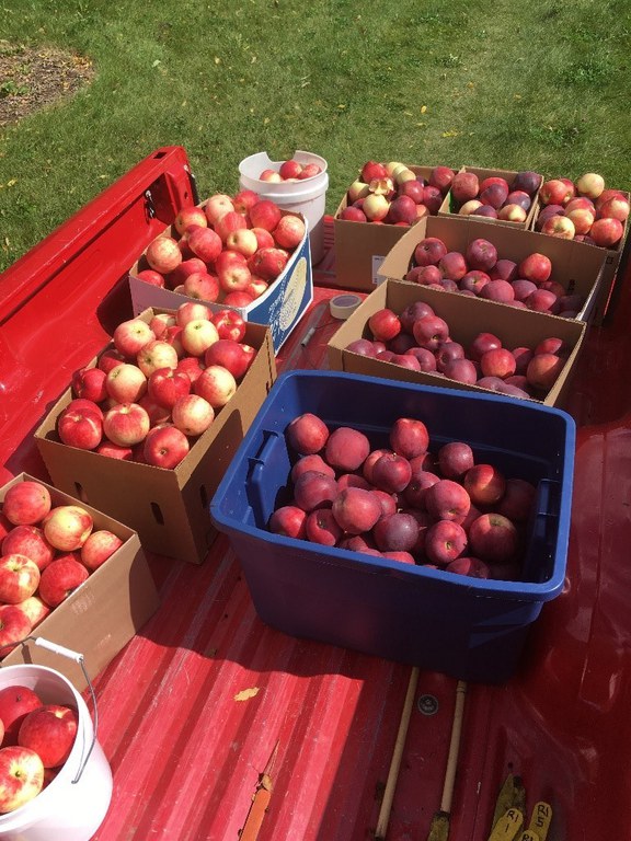 nine boxes and a bucket of fresh apples 