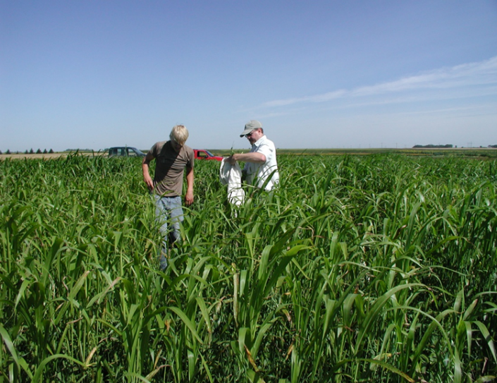 Biomass sampling 2008
