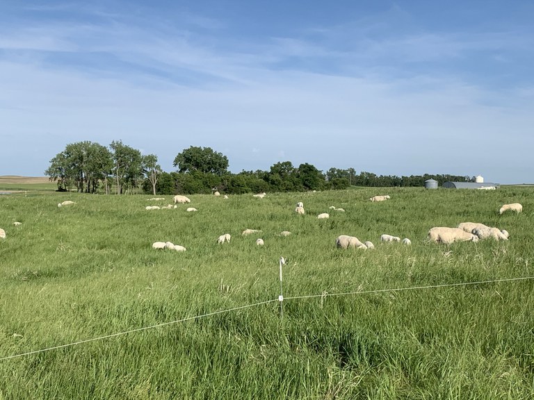 Sheep grazing in a pasture in central ND are frequently rotated to fresh grass to manage parasite load.