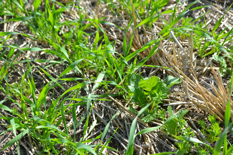 CoverCrops1.png