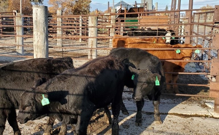 calves at the Turtle Lake Weight Station