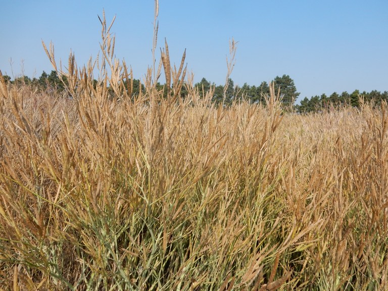 Carinata2