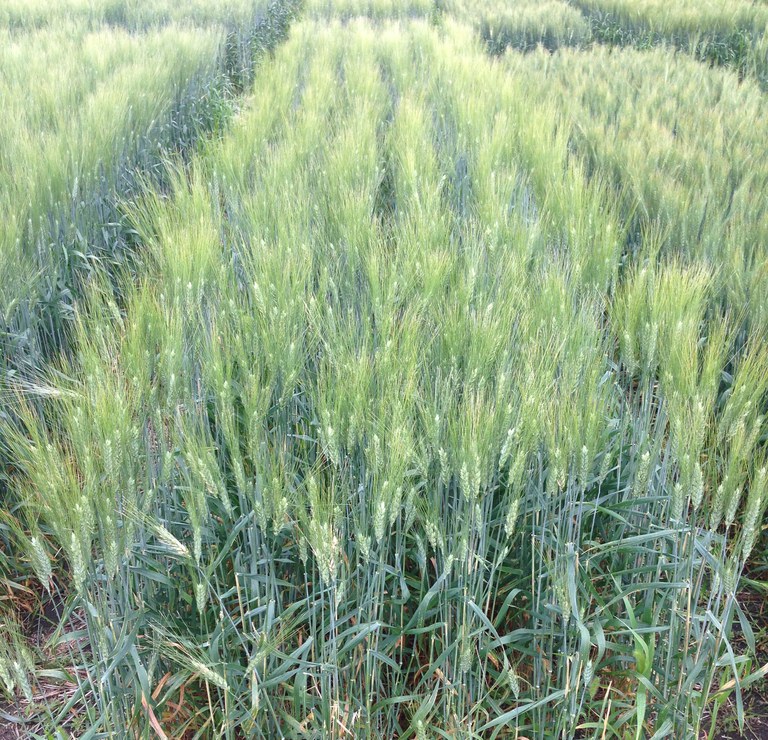 Durum variety trials