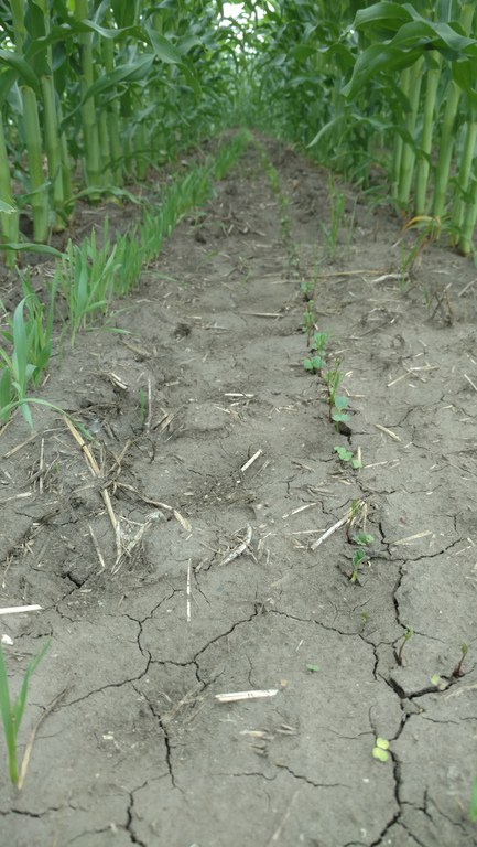 Emerging cover crops