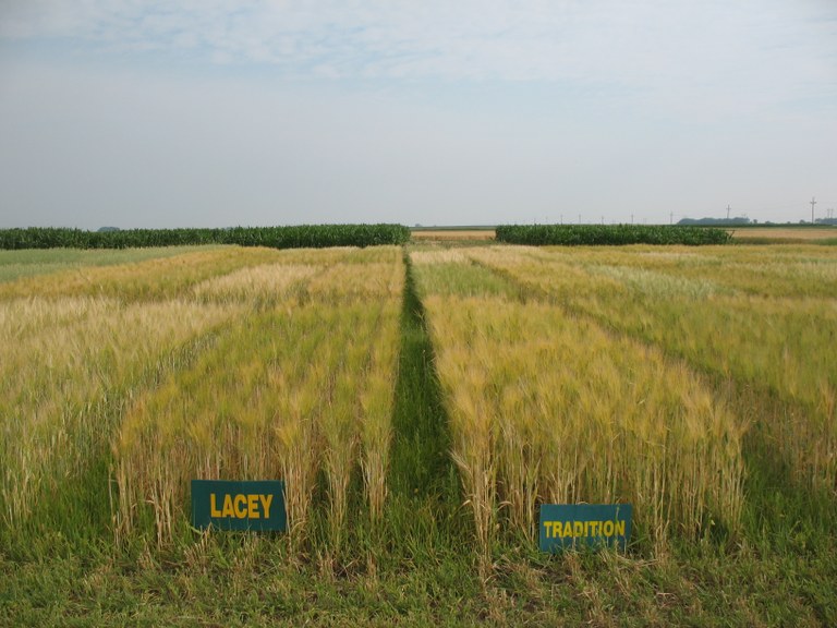Barley