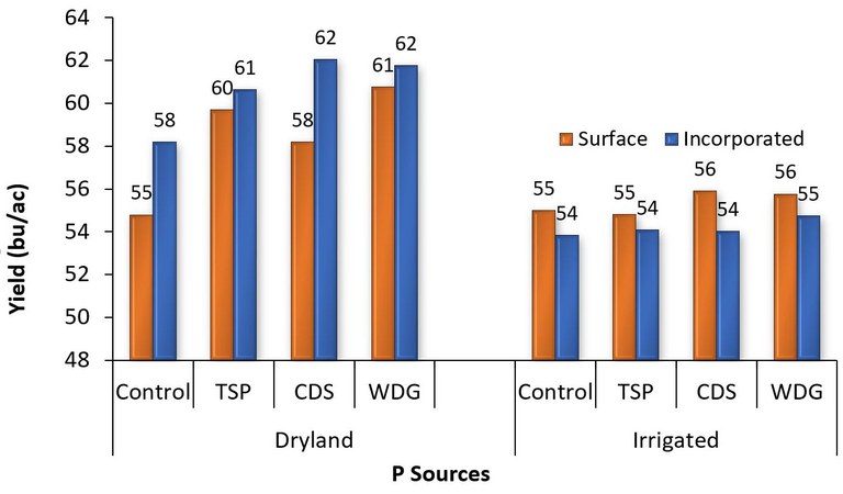 Two graphs comparing distillers grains, condensed distillers solubles, and triple super phosphate fertilizer on dryland and under irrigation, incorporated or left on the surface