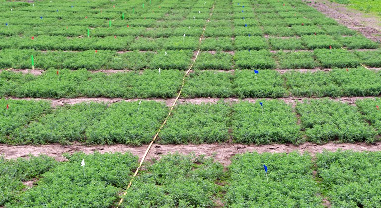 Chickpea fungicide efficacy