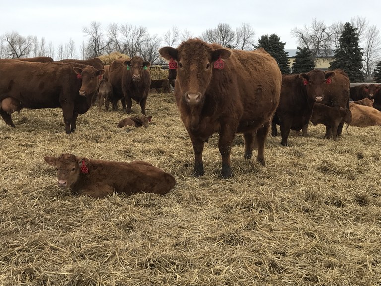 CRECCowCalf
