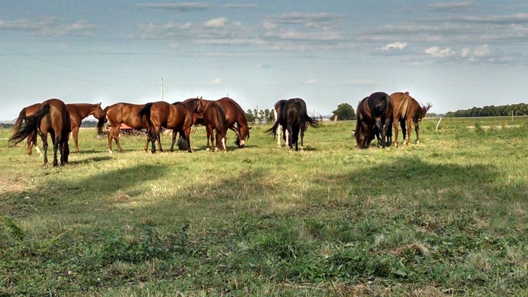 GrazingHorses