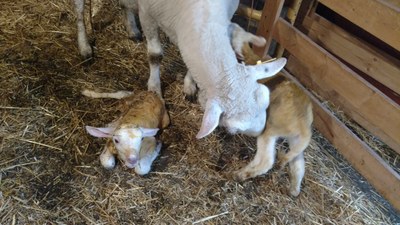 NewbornLambs
